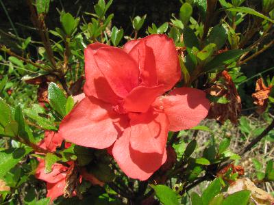 赤い花（晴れ）